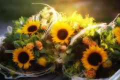 Sonnenblumen Sommer